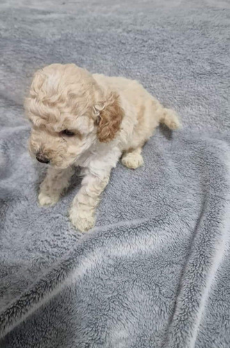 Macho Caniche - Encanto En Miniatura Crema