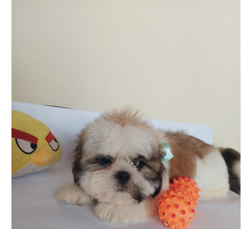 Filhote De Shih Tzu Macho