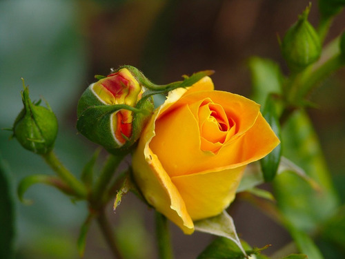 Rosa Amarela Muda | MercadoLivre