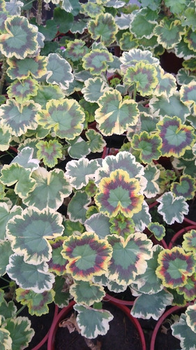 Promo Cajon 15 Malvón - Pelargonium Hortorum - Maceta 12