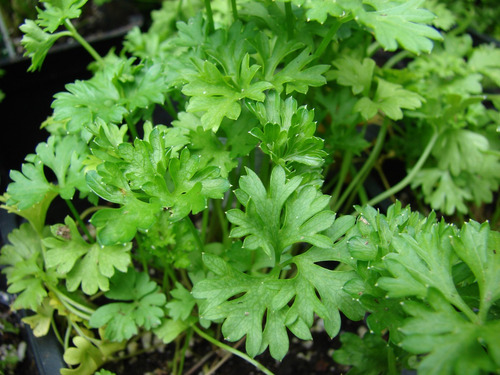 200 Sementes De Cheiro Verde: Cebolinha + Salsinha