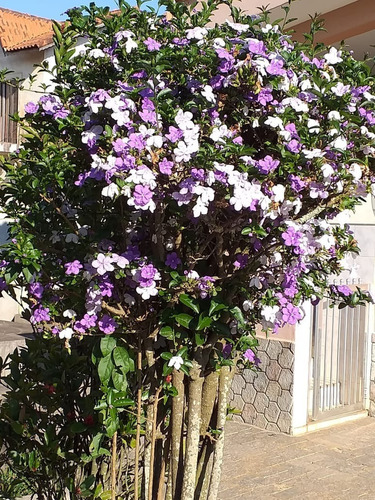 Imagem 30 de 30 de Chácara À Venda Em Mairiporã Sp - 0198 - 34968779
