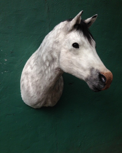 Animales Disecados 100% Artificiales Caballo