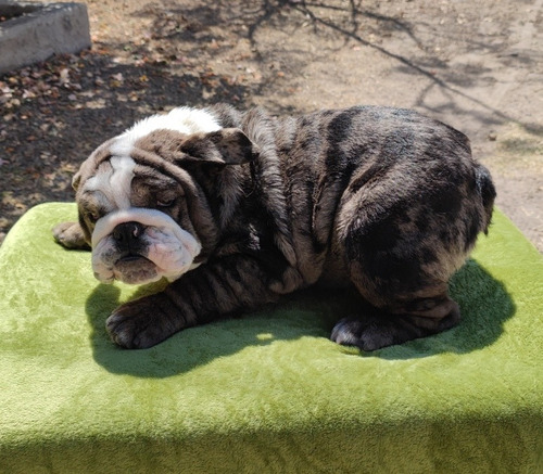 Catálogo De Bulldogs