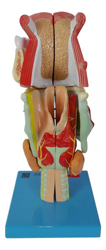 Laringe Ampliada Com Arcada Língua 9 Partes Modelo Anatomic