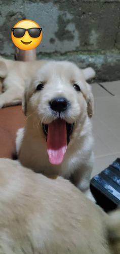 Cachorros Golden Retriever