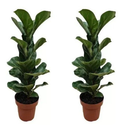 2 Ficus Lyrata Bambino Pote 15 Planta Adulta E Natural