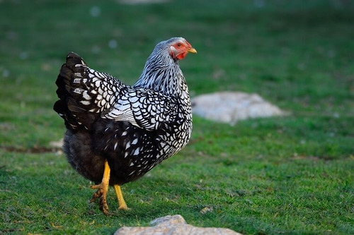 Imagen 5 de 6 de Wyandotte Plateado (huevos Fértiles X Unidad)