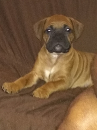 Imagem 4 de 5 de Vendo Filhotes De Boxer