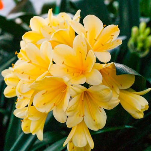 Flor De Clivia Amarillo