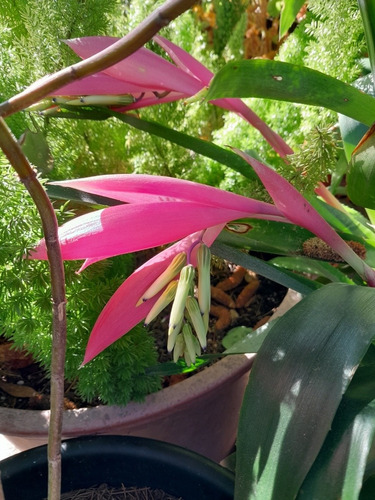 Bromelia O Lágrima De Reina Rosada