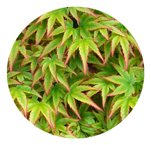 De Semilla Acer Palmatum, 50cm, Maple Japones, Arce Japones