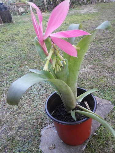 Planta  De  Bromelia