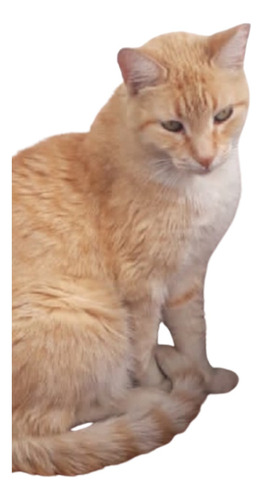 Gatito Rubio, Ojos Verdes, Solo Caba, Solo Deptos Con Redes