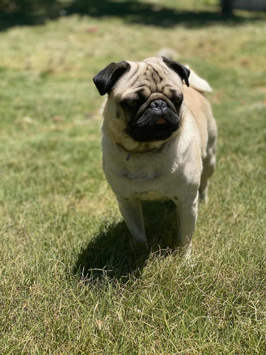 Imagen 4 de 5 de Servicio De Monta Pug