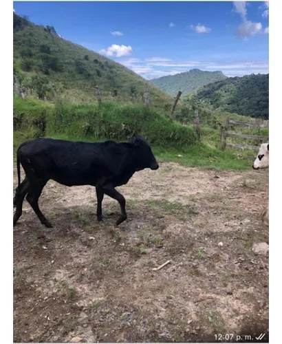Venta De Finca En Paramillo, Tolima | Fincas En Venta