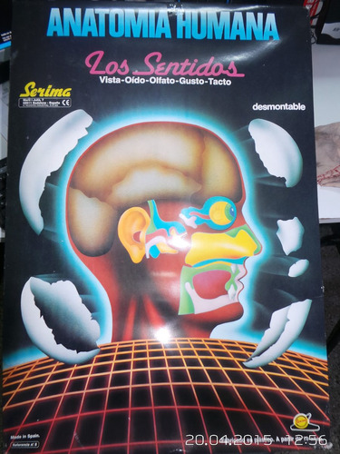 Anatomía Humana Los Sentidos Serima  Srj