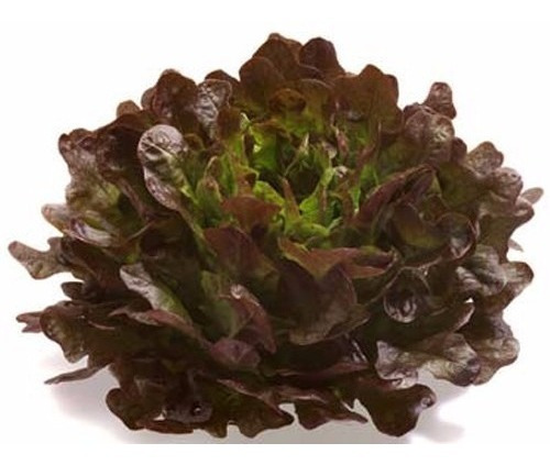 Semillas Organicas De Lechuga Morada, Oak Leaf