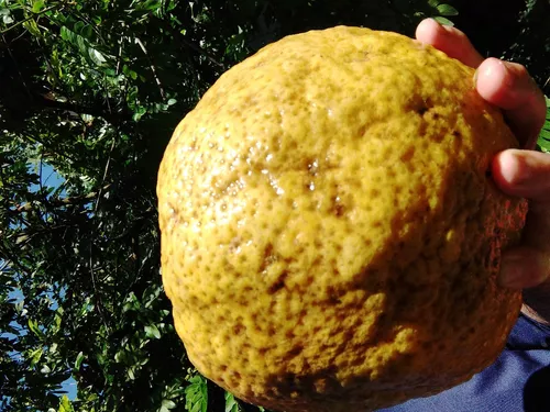 Imagem 1 de 2 de Sementes De Laranja Cidra Gigante  Fruta Rara