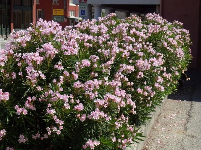 Nerium Oleander Espirradeira Rosa Sementes Flor P Mudas