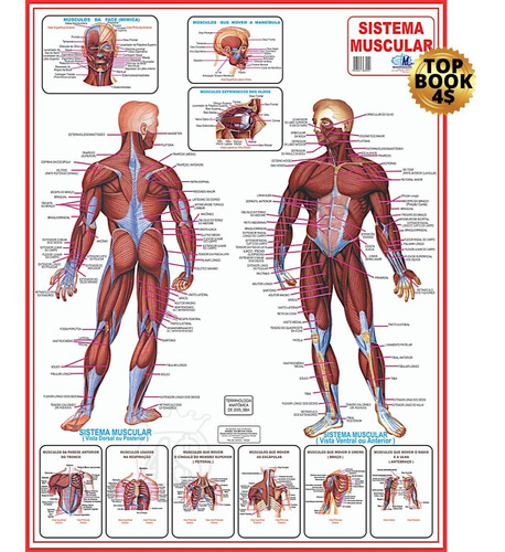 Kit 2 Mapas Sistema Muscular - Esqueletico 2 - Atualizado