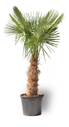 Semillas Palmera Chamerops Excelsa