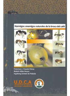Hormigas Enemigos Naturales De La Broca Del Café
