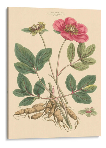 Canvas Lab Cuadro Rubor Rosa Floral I 45x60, John Miller