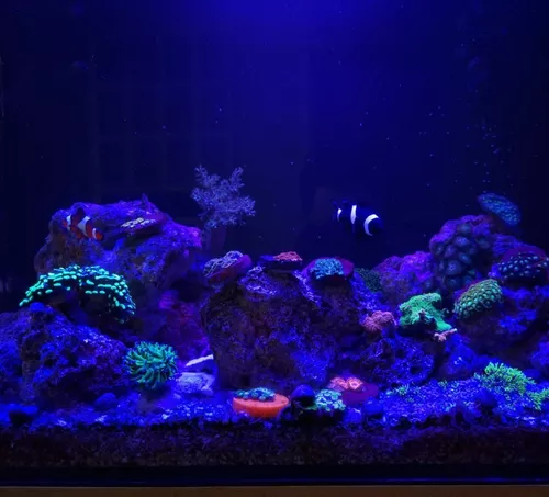 Corais, Coral, Aquário Marinho, Reef, Aquarismo, Peixes, Aquarista