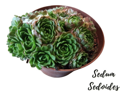 Sedum Sedoides Suculenta Exotica + Semillas Mix