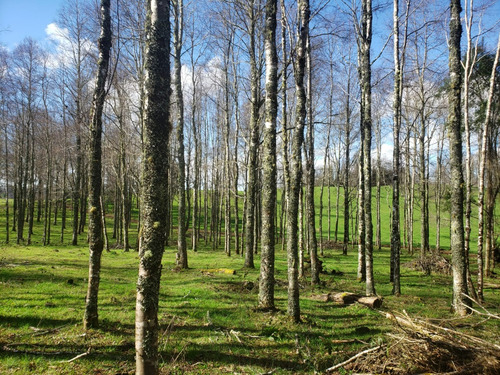 Preciosa Parcela Con Bosque De Robles Y Vista A Lagunas