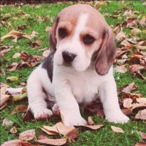 Beagle Cachorros Padres Importados Vip 