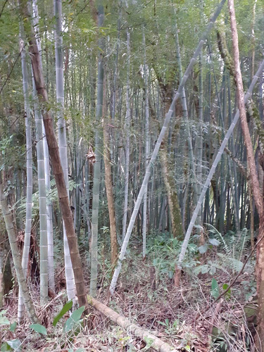 Imagem 1 de 2 de Bambu Para Artesanato