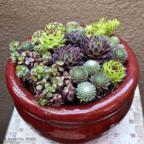 30 Sementes De Sempervivum Sortido Suculenta Flor P/ Mudas