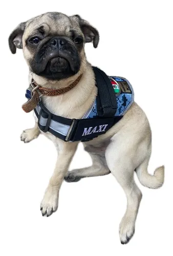 Cangurera para perro pug new arrivals