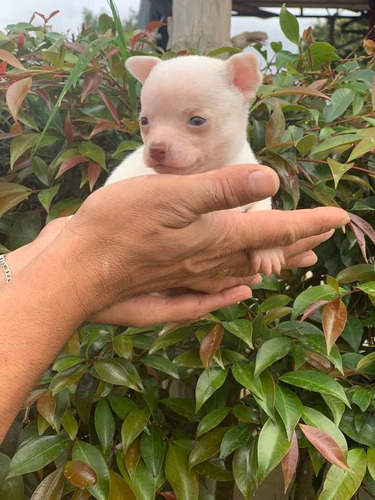 Cachorros Chihuahua Disponible