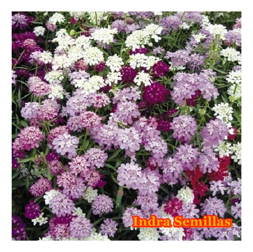 Iberis Umbrellata Mix De Colores Semillas (80)