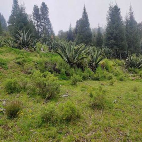 Excelente Terreno En Sta. Rosalia , Mineral Del Monte