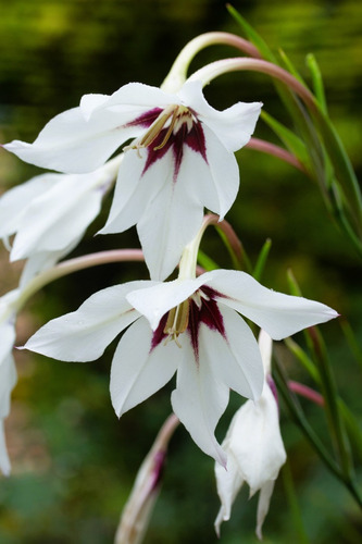 50 Semillas De Flores De Gladiola Gladiolus Callia + Regalo