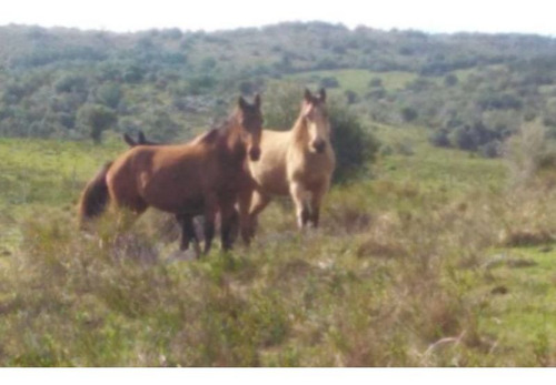 Quinta En Venta En Lavalleja