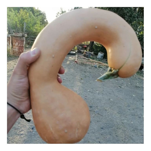Semillas De Zapallo Cacho O Cuello Cisne Dulce Prosperidad