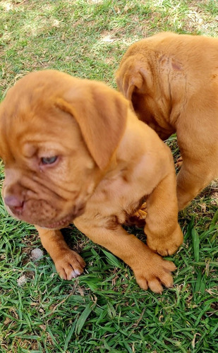 Imagen 2 de 5 de Cachorros Dogo De Burdeos