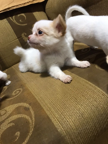 Cachorritos Chihuahua Cabeza De Manzana  Raza Pura - 2 Meses