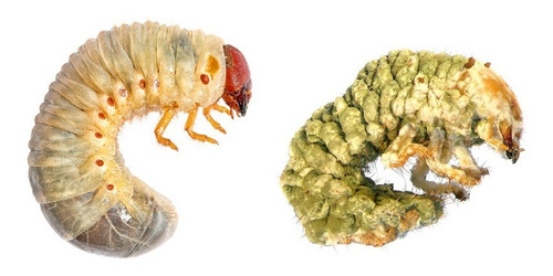 Mebepax Control Biologico Hongos Entomopatogenos (6 Piezas)