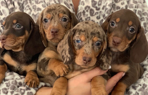 Perros Salchicha Dachshund Cachorros 