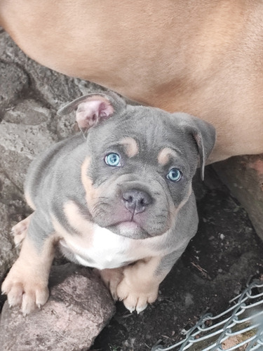 American Bully