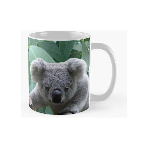 Taza Koala Y Eucalipto Calidad Premium