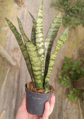 Sansevieria - Lengua De La Suegra