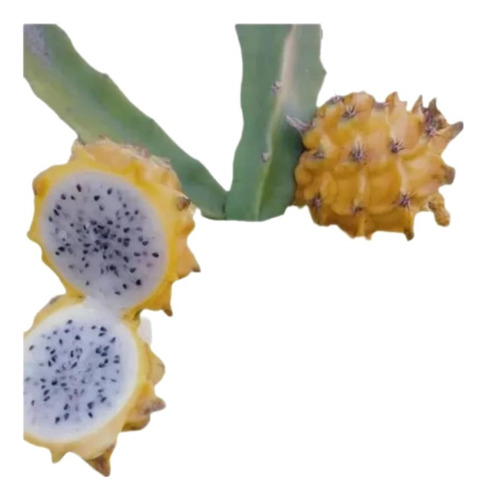 Pitaya  Muda Choruja Ou Amarela Peruana Promoção Com 2 Un