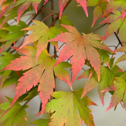Imagen 1 de 3 de Arbol Acer Palmatum, Arce Japonés, Arce Enano E15